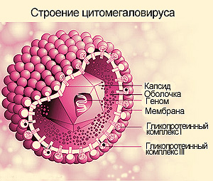 строение цитомегаловируса вирус герпеса цитомегало