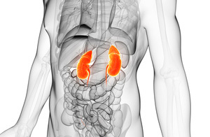 3d rendered illustration of the male kidneys